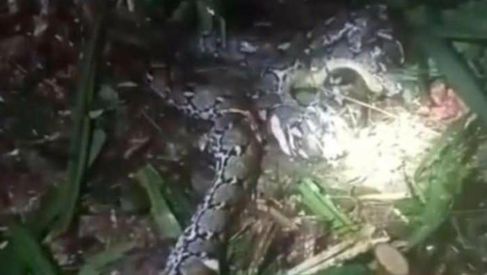 Ular Piton 7,8 Meter Telan Wanita