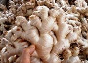 Produksi Jahe Nasional Turun Drastis, IPB University Desak Transformasi Agribisnis untuk Tekan Ketergantungan Impor
