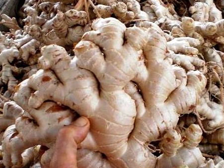 Produksi Jahe Nasional Turun, IPB University Soroti Transformasi Agribisnis