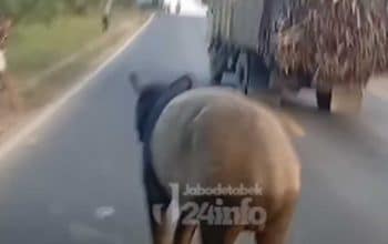 Tapir lampung