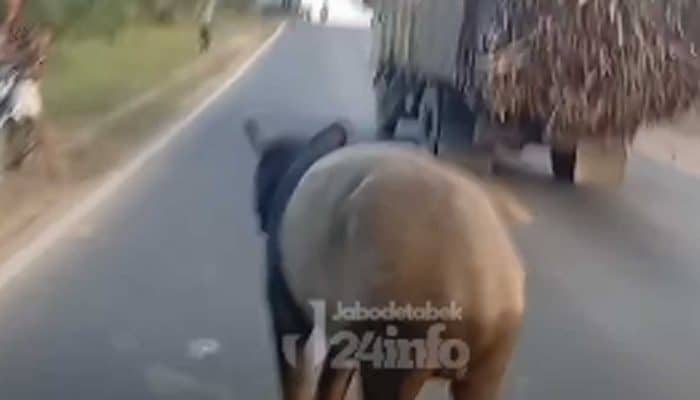 Tapir Disembelih dan Dimasak Warga, Netizen Geram!
