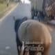 Seekor tapir disembelih warga