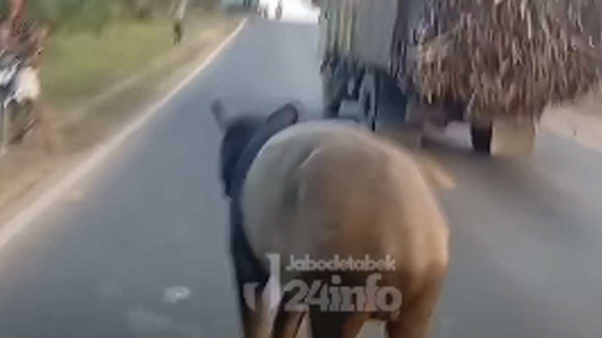 Seekor tapir disembelih warga