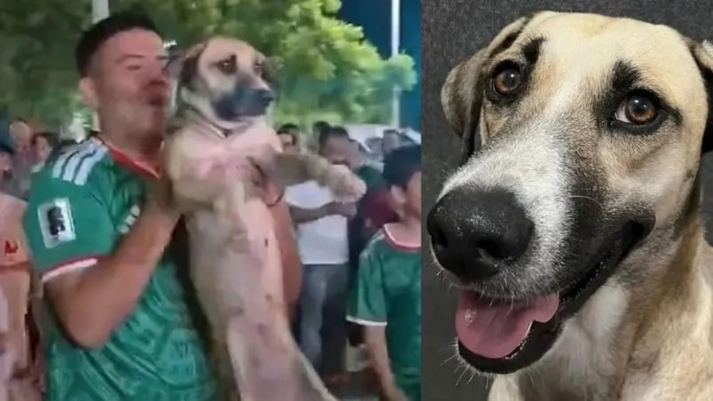 anjing hilang
