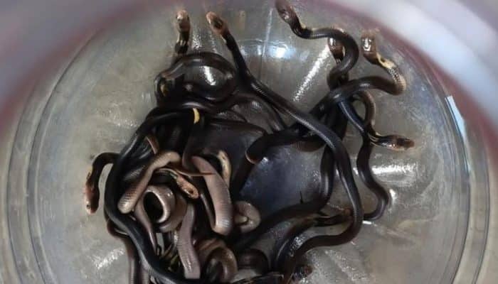 Ngeri! Belasan Anak Ular Kobra Muncul dari Bawah Lantai Rumah Warga Demak, Induk Masih Dicari