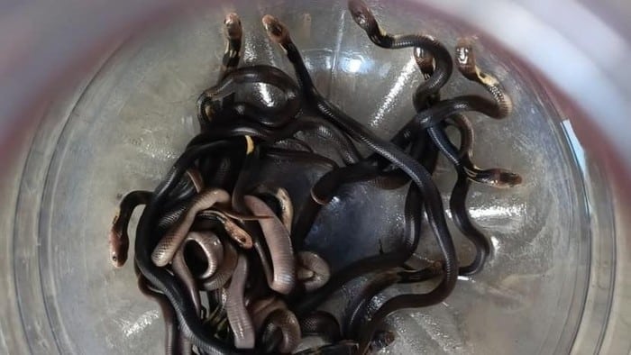 Belasan Anak Ular Kobra