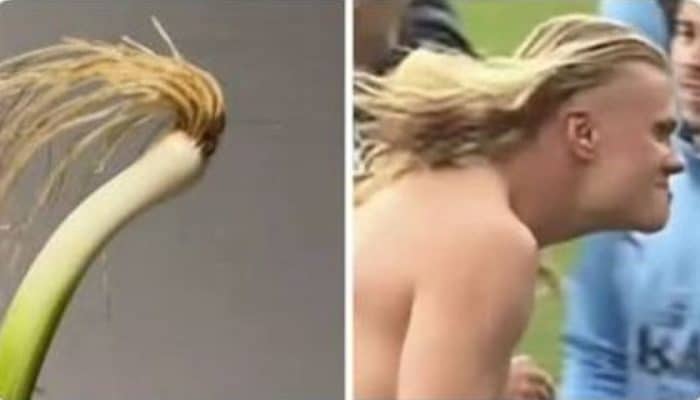 Viral! Daun Bawang Ini Disebut Mirip Erling Haaland, Sang Striker Sampai Ikut Bereaksi