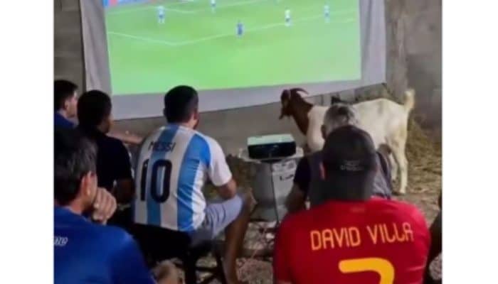 Viral di X Global! Kambing Ganggu Nobar Final Piala Dunia 2026, Warganet: The Real GOAT