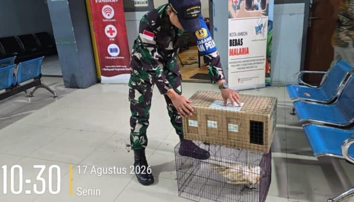 TNI AL Gagalkan Penyelundupan Satwa Dilindungi di Pelabuhan Yos Sudarso Ambon