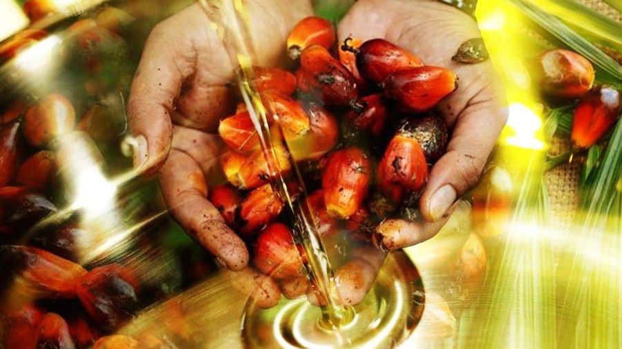Pakistan Pecahkan Rekor Impor Minyak Sawit