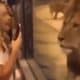 video singa betina viral