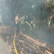 Kebakaran kebun bambu