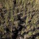 50 Hektare Sawah di Jember Mengering,