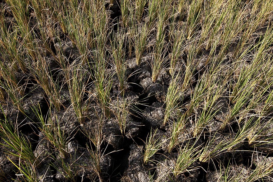 50 Hektare Sawah di Jember Mengering,
