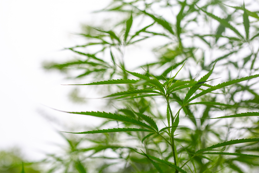 pohon ganja