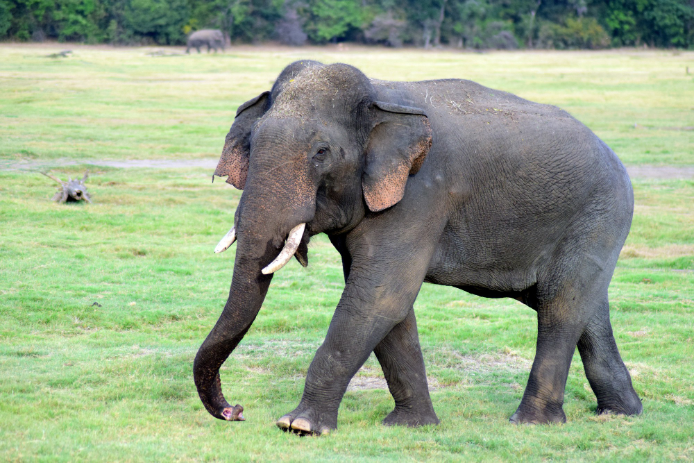 Mimpi melihat gajah