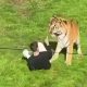 pria tewas diserang harimau