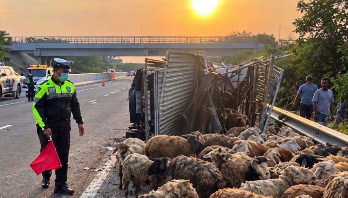 Tiga Truk Bertabrakan di Tol Ngawi Kernet Tewas, Ratusan Kambing Lepas Sebagian Mati akibat Kecelakaan 2 kecelakaan ngawi
